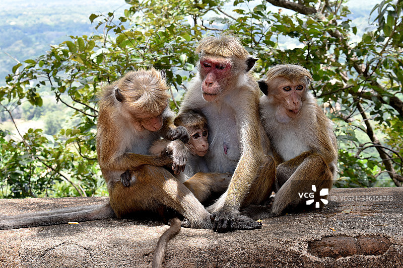 斯里兰卡的生活，猴子坐在树上的低角度视角，西吉里亚，斯里兰卡图片素材