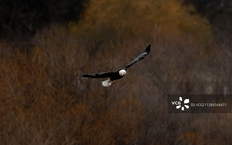 白头鹰在白天飞过森林，天鹅湖圣诞山自然保护区，加拿大图片素材