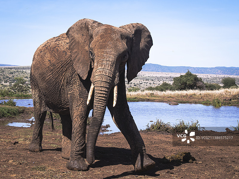 肯尼亚莱瓦野生动物保护协会拍摄的大象站在田野上的侧视图图片素材
