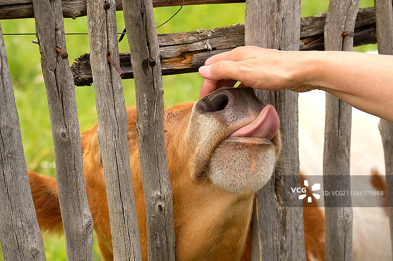 一头小牛用舌头触碰手图片素材