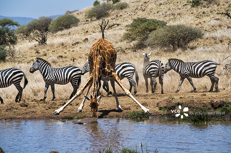 这是肯尼亚莱瓦野生动物保护协会拍摄的斑马在田野上行走，长颈鹿在池塘边喝水的侧面照片图片素材