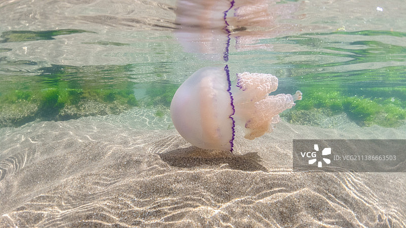 地中海水母水母在地中海游泳和跳舞，桶水母在M图片素材