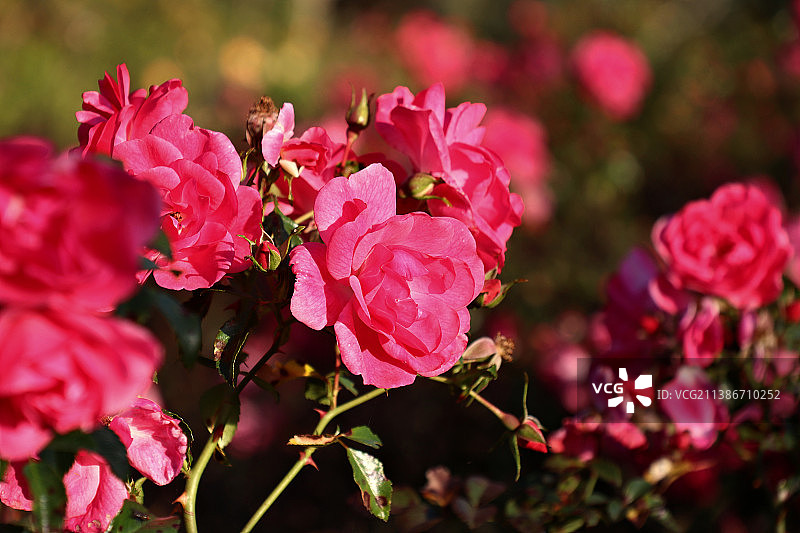 粉红色玫瑰的特写，老虎，布宜诺斯艾利斯省，阿根廷图片素材