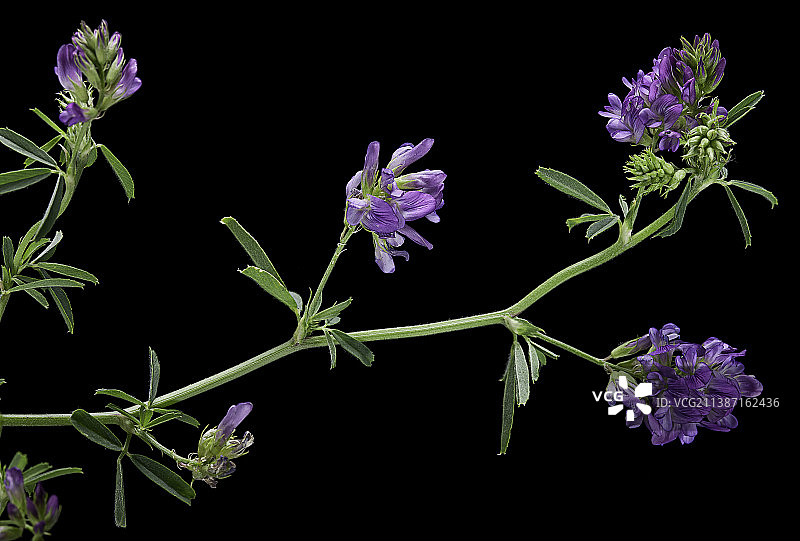 苜蓿(苜蓿，紫花苜蓿)图片素材