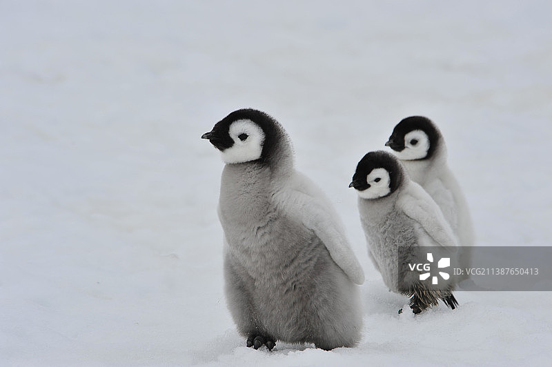 帝企鹅幼崽在冰雪覆盖的景观中图片素材