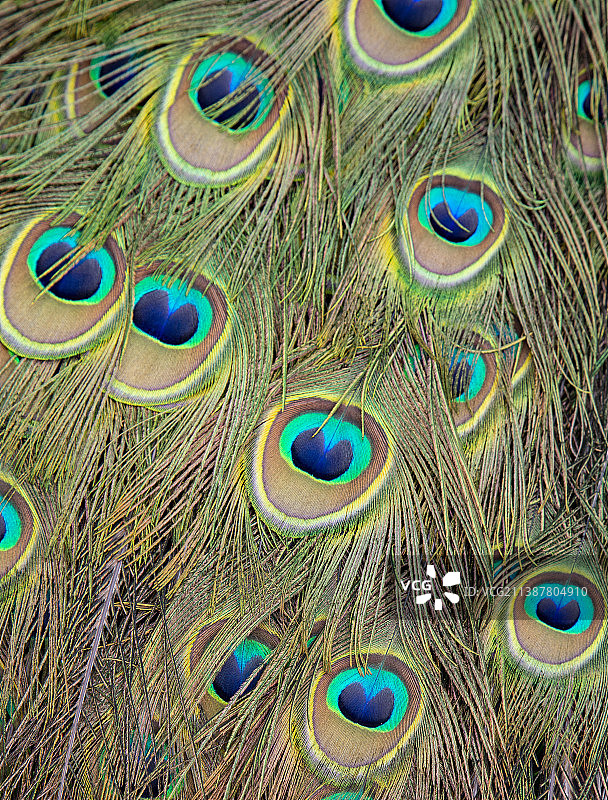 孔雀羽毛上的鸟，约克，英国，英国图片素材