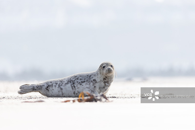 海豹在雪地上的特写图片素材