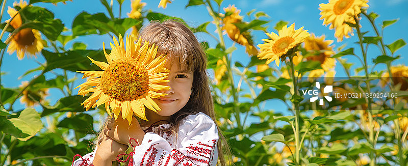 一个孩子在向日葵地里穿着乌克兰绣衬衫图片素材