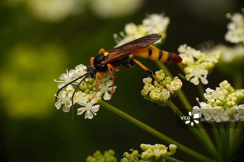 昆虫在花上的特写，麦克拉伦公园，美国，美国图片素材