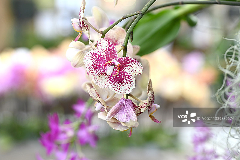 来自热带日本兰花的美丽花朵图片素材