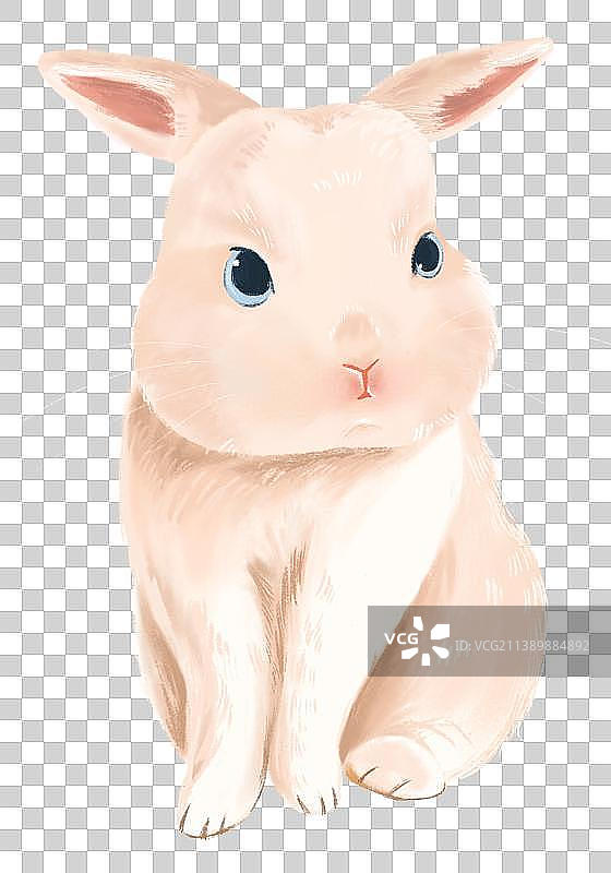 白兔1图片素材