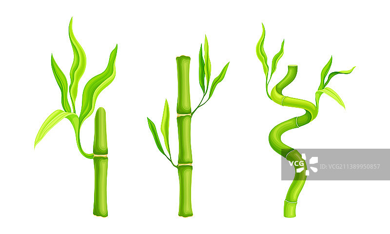 绿色竹茎集热带有机植物图片素材