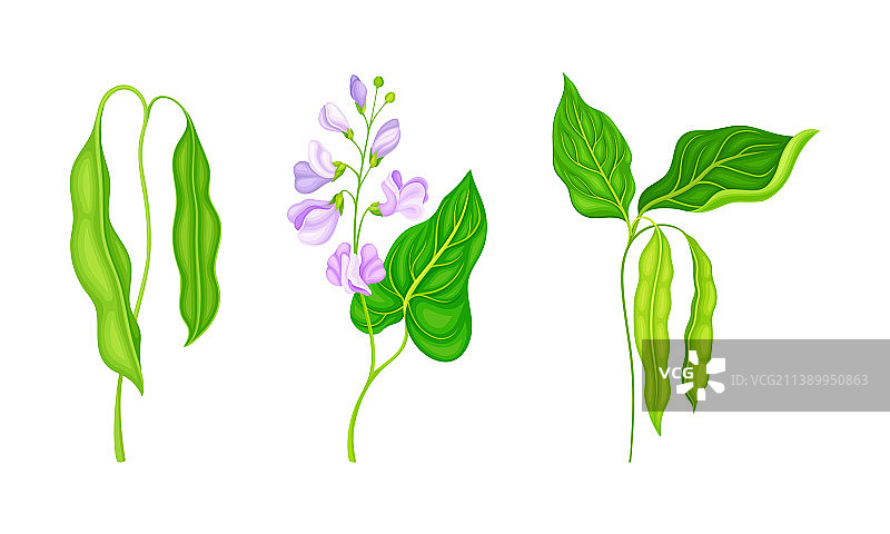 豆科植物，绿叶，豆荚和花图片素材
