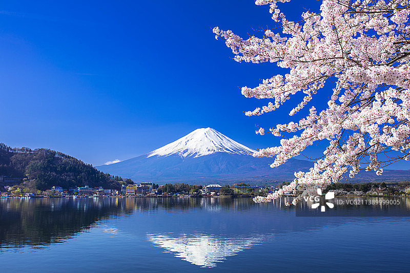 日本的富士山和樱花图片素材