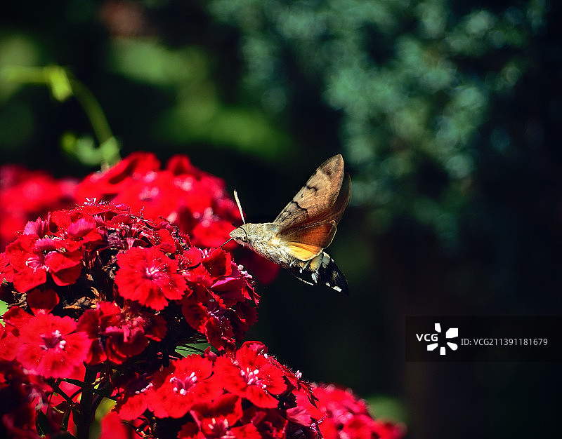 蝴蝶在红花上授粉的特写图片素材