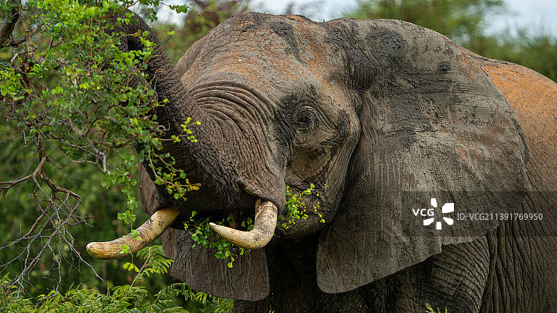 南非克鲁格国家公园，非洲象在野外的特写图片素材