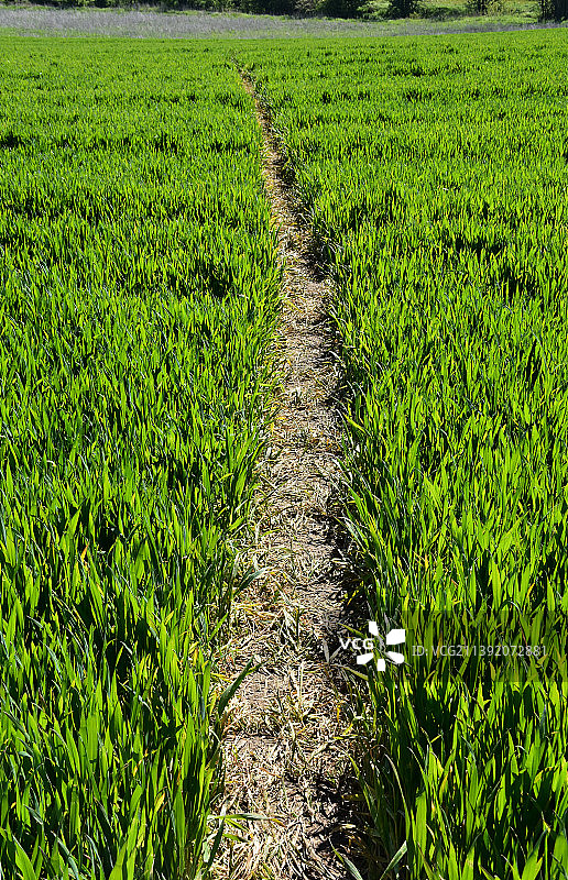 小径和步道通过郁郁葱葱的绿色农田图片素材