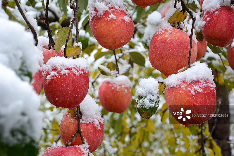 冬季雪后树上生长的红苹果特写镜头图片素材