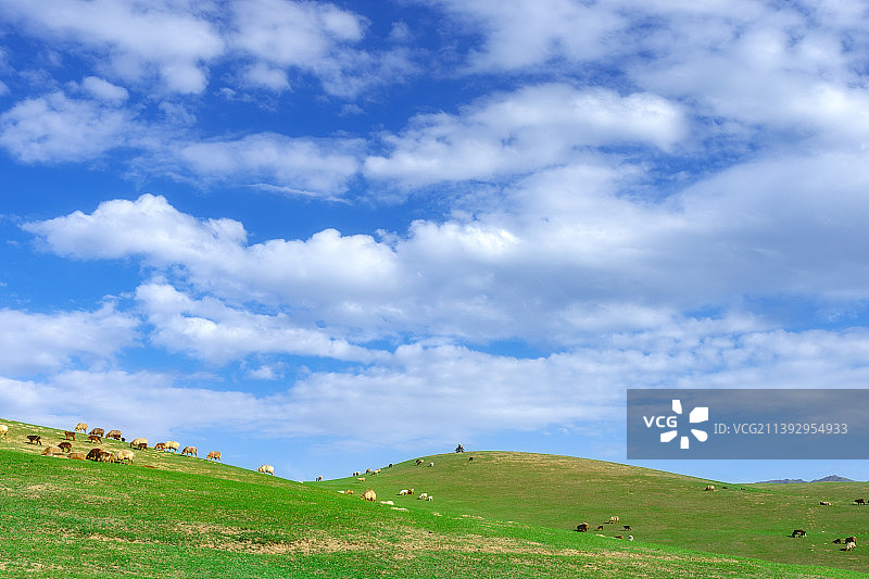 新疆伊犁大草原的羊群图片素材