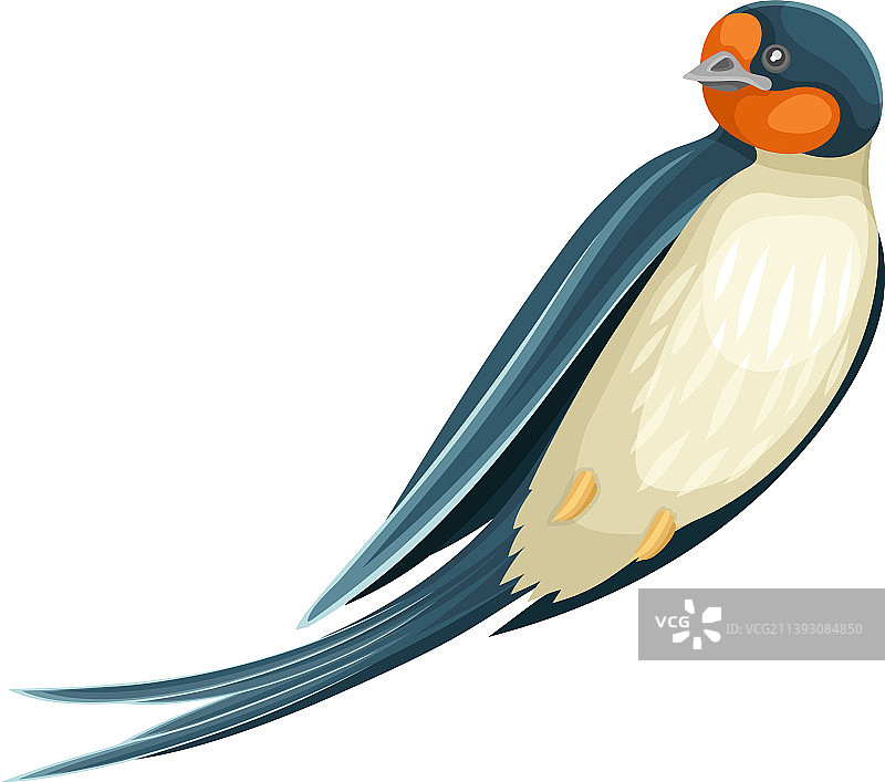 燕子或雀形目长尾鸟图片素材