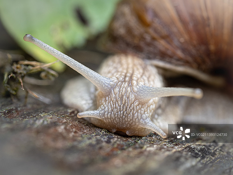 Abondance特写的蜗牛,法国图片素材