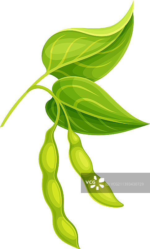绿荚大豆，豆科可食种子图片素材