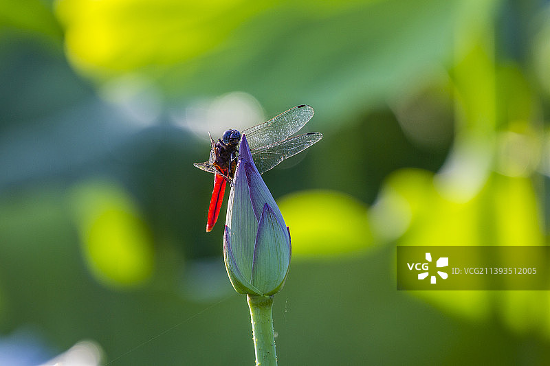 晨光中的蜻蜓立菡萏图片素材