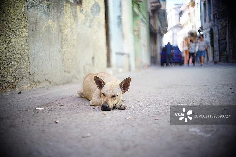 流浪狗躺在人行道上的肖像，哈瓦那，古巴图片素材