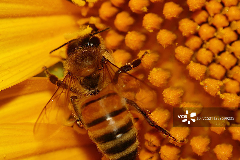 蜜蜂在黄花上授粉的特写，维兰特里奥，帕维亚，意大利图片素材
