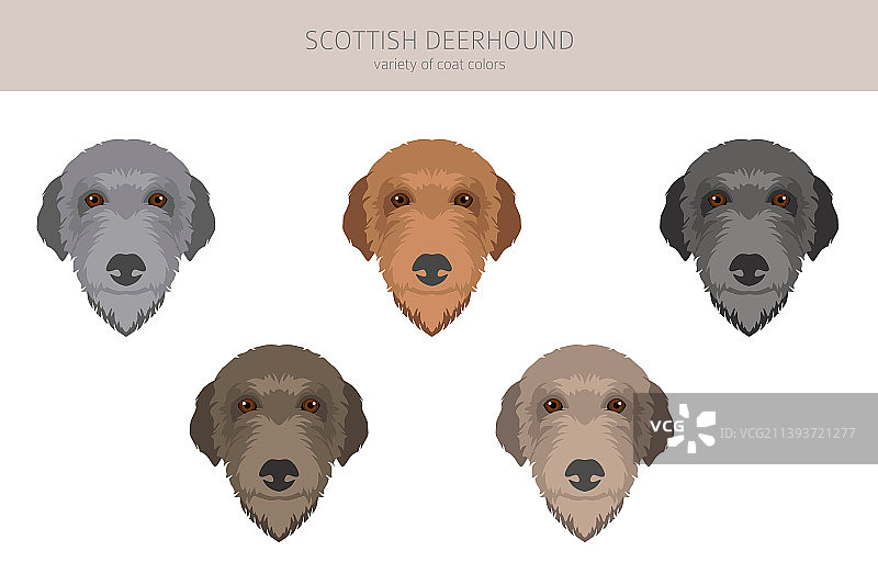 苏格兰猎鹿犬剪纸不同的姿势大衣图片素材