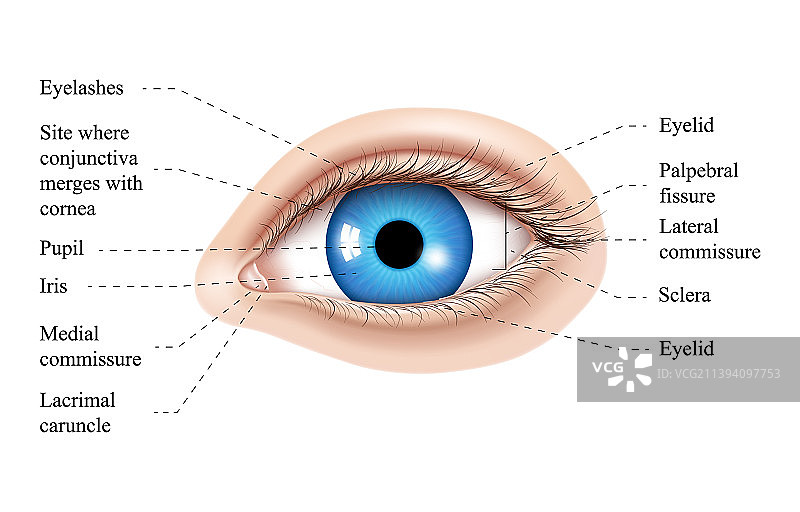 人眼的解剖部位有人眼标记图片素材