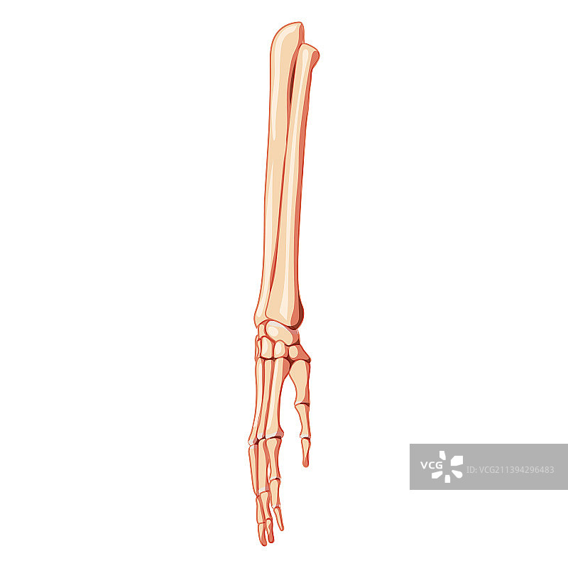 前臂骨骼，尺骨，桡骨，手，人的前面图片素材
