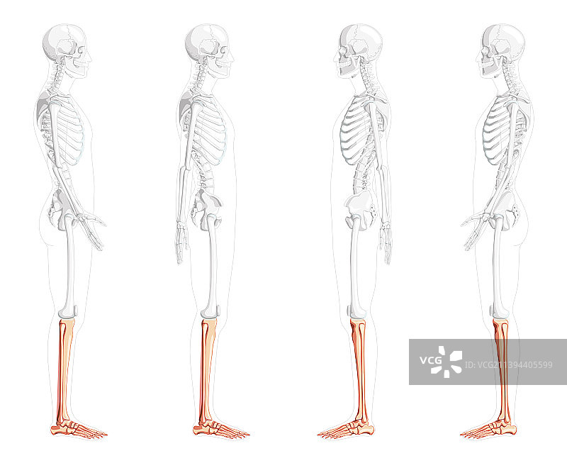 骨架腿胫骨腓骨足人侧图片素材
