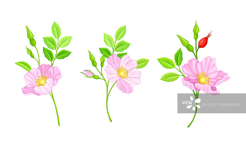 玫瑰果属植物的细枝，开粉红色的花图片素材