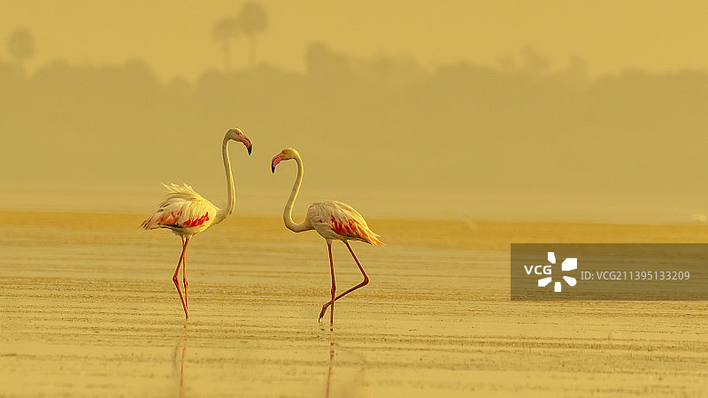 印度，普利卡特湖，两只火烈鸟站在水中，与黄色的夕阳相对图片素材