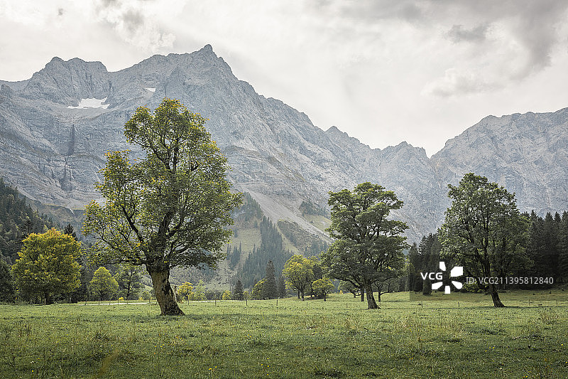 奥地利蒂罗尔的阿霍恩博登卡温德尔山前的老枫树图片素材