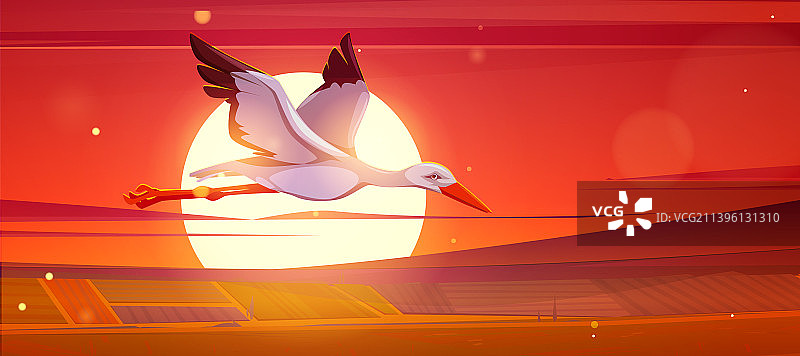 白鹳在日落时飞过田野图片素材