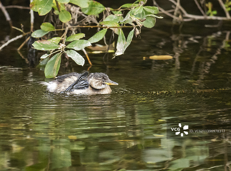 在英国湖区安布尔赛德的布拉塞河上，一只名叫Tachybaptus ruficollis的小蝌蚪正在用它的蹼足抓挠。图片素材