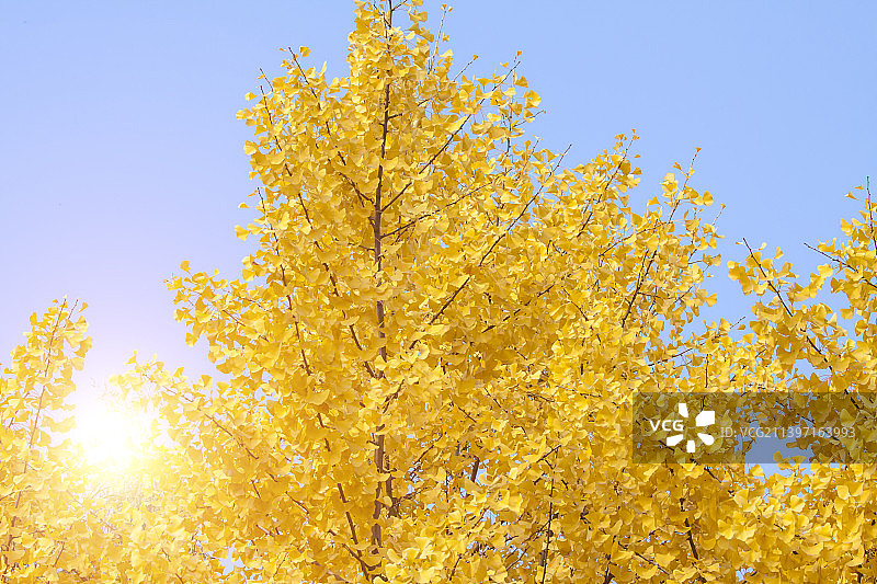 秋天金黄的银杏树图片素材
