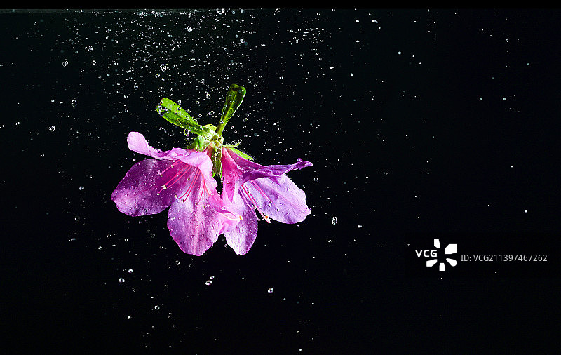 粉色杜鹃花和水滴在黑色背景上跳起来高速棚拍广告素材图片素材