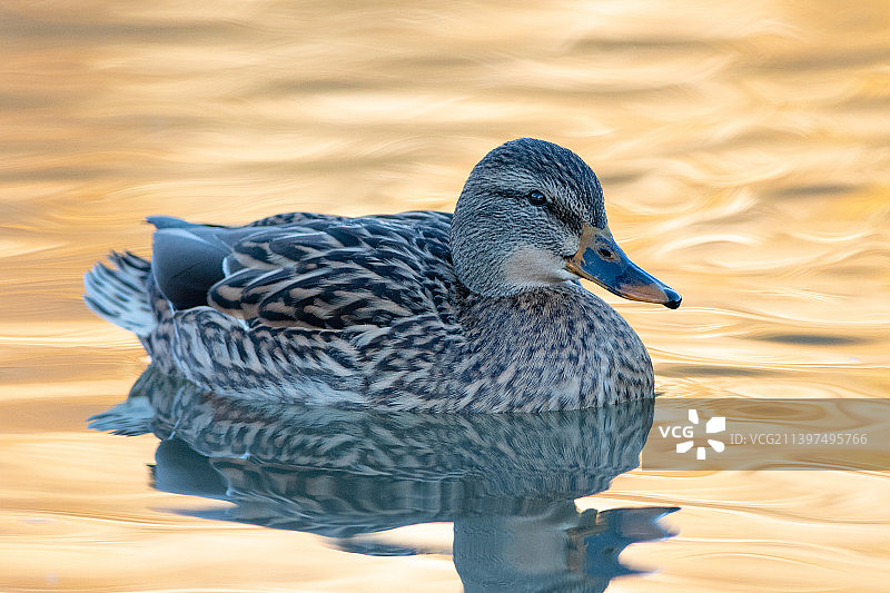 野鸭在湖游泳的特写，松屋，萨斯喀彻温省，加拿大图片素材