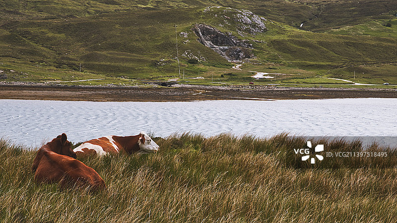 高角度的马放牧在田野，埃尔戈尔，斯凯岛，英国，英国图片素材
