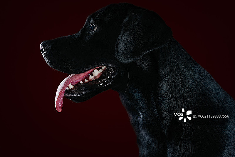 宠物肖像-拉布拉多犬图片素材