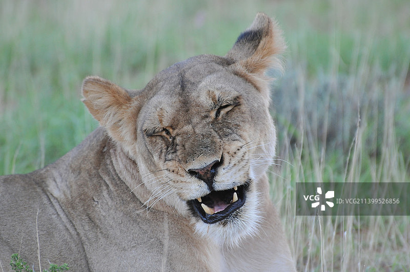 南非野外狮子的特写图片素材