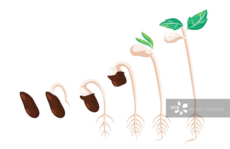 豆芽种子发芽步骤植物图片素材