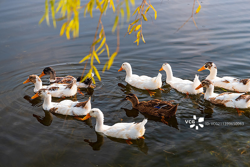 湖中的鸭子图片素材