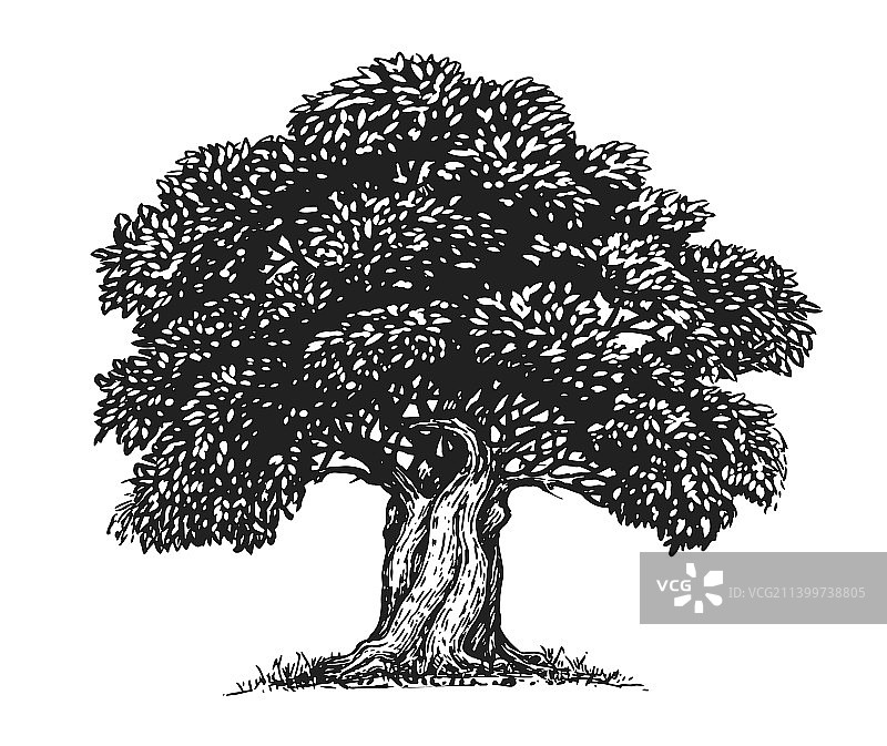 橄榄树手绘橄榄树素描图片素材