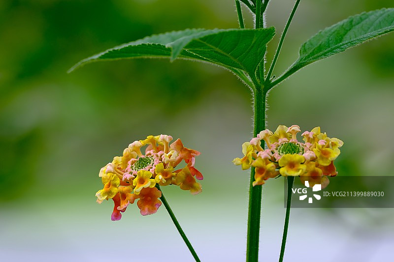 黄色开花植物的特写，中国图片素材