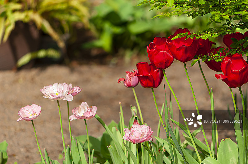 田野上粉红色开花植物的特写，温莎，安大略，加拿大图片素材