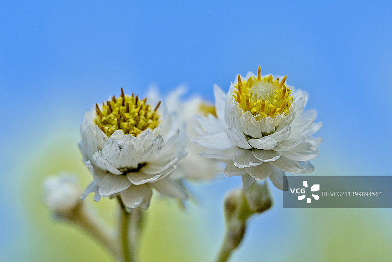 白色开花植物对蓝天的特写，马拉蒂克，魁北克，加拿大图片素材